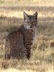 Preview wallpaper red lynx, lynx, predator, wildlife