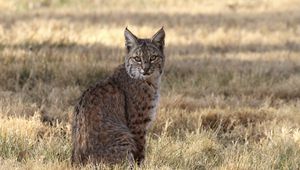 Preview wallpaper red lynx, lynx, predator, wildlife