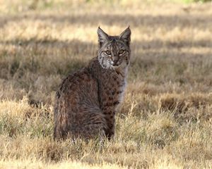 Preview wallpaper red lynx, lynx, predator, wildlife