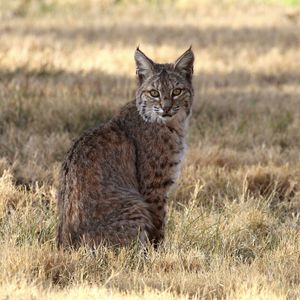 Preview wallpaper red lynx, lynx, predator, wildlife