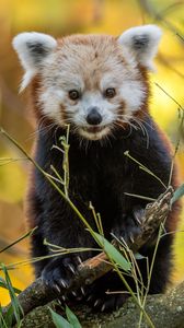 Preview wallpaper red panda, animal, branches, autumn