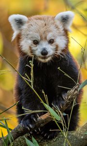 Preview wallpaper red panda, animal, branches, autumn