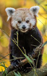 Preview wallpaper red panda, animal, branches, autumn