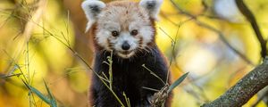 Preview wallpaper red panda, animal, branches, autumn