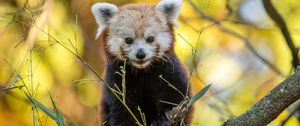 Preview wallpaper red panda, animal, branches, autumn