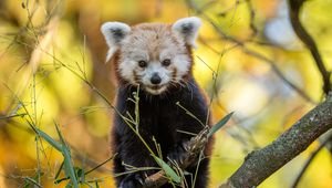 Preview wallpaper red panda, animal, branches, autumn