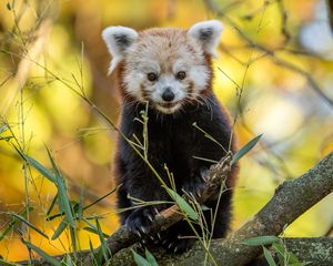 Preview wallpaper red panda, animal, branches, autumn