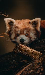 Preview wallpaper red panda, animal, brown, tree, wildlife