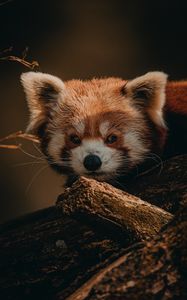 Preview wallpaper red panda, animal, brown, tree, wildlife