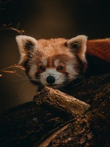 Preview wallpaper red panda, animal, brown, tree, wildlife