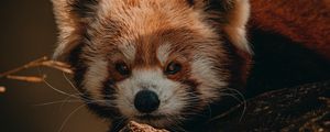 Preview wallpaper red panda, animal, brown, tree, wildlife