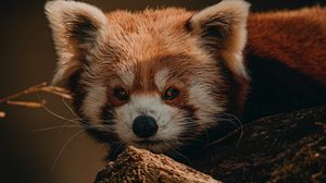 Preview wallpaper red panda, animal, brown, tree, wildlife
