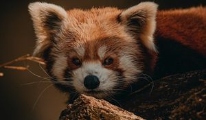 Preview wallpaper red panda, animal, brown, tree, wildlife