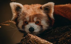 Preview wallpaper red panda, animal, brown, tree, wildlife