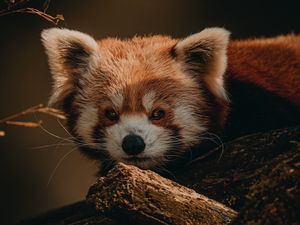 Preview wallpaper red panda, animal, brown, tree, wildlife