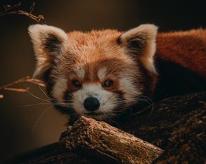 Preview wallpaper red panda, animal, brown, tree, wildlife