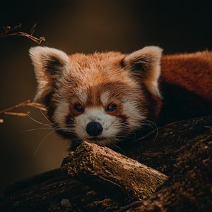 Preview wallpaper red panda, animal, brown, tree, wildlife