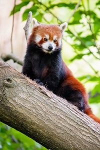 Preview wallpaper red panda, animal, brown, wildlife