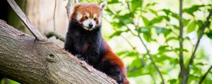 Preview wallpaper red panda, animal, brown, wildlife