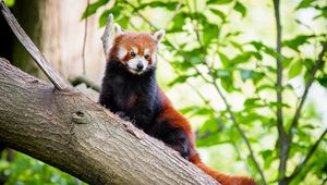 Preview wallpaper red panda, animal, brown, wildlife