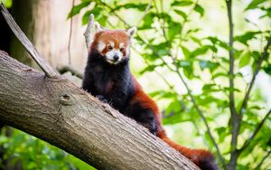 Preview wallpaper red panda, animal, brown, wildlife