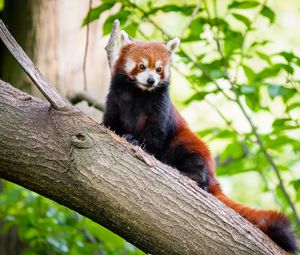 Preview wallpaper red panda, animal, brown, wildlife