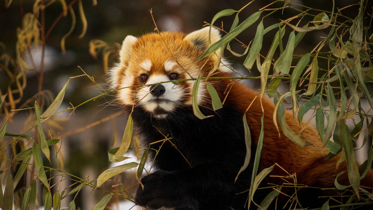 Wallpaper red panda, animal, brown, branches, wildlife