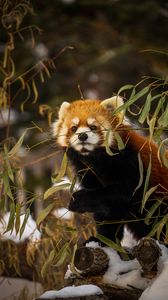 Preview wallpaper red panda, animal, brown, branches, wildlife