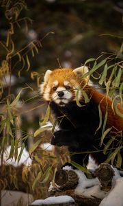 Preview wallpaper red panda, animal, brown, branches, wildlife