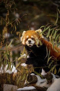 Preview wallpaper red panda, animal, brown, branches, wildlife