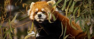 Preview wallpaper red panda, animal, brown, branches, wildlife