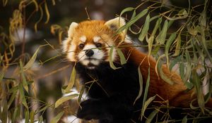 Preview wallpaper red panda, animal, brown, branches, wildlife