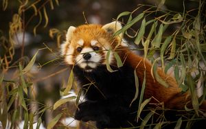 Preview wallpaper red panda, animal, brown, branches, wildlife