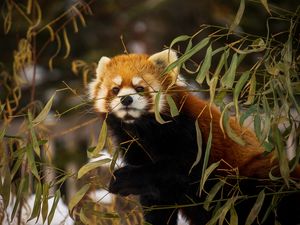 Preview wallpaper red panda, animal, brown, branches, wildlife