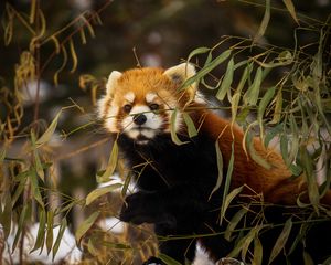 Preview wallpaper red panda, animal, brown, branches, wildlife