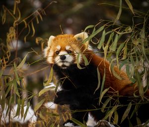 Preview wallpaper red panda, animal, brown, branches, wildlife