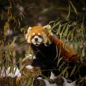 Preview wallpaper red panda, animal, brown, branches, wildlife