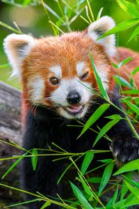 Preview wallpaper red panda, animal, cute, funny, blur, grass