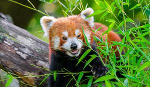 Preview wallpaper red panda, animal, cute, funny, blur, grass