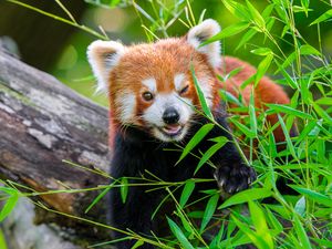 Preview wallpaper red panda, animal, cute, funny, blur, grass