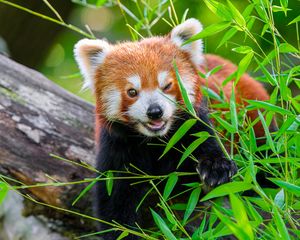 Preview wallpaper red panda, animal, cute, funny, blur, grass