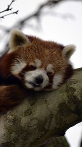 Preview wallpaper red panda, animal, cute, tree, branch