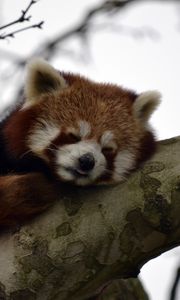 Preview wallpaper red panda, animal, cute, tree, branch