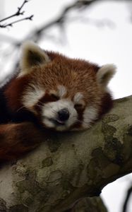 Preview wallpaper red panda, animal, cute, tree, branch