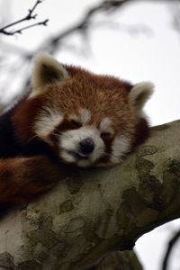 Preview wallpaper red panda, animal, cute, tree, branch