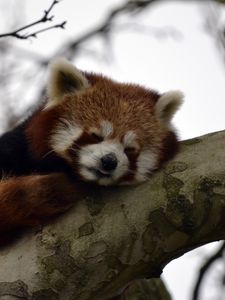 Preview wallpaper red panda, animal, cute, tree, branch