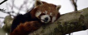 Preview wallpaper red panda, animal, cute, tree, branch