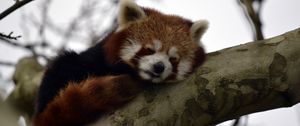 Preview wallpaper red panda, animal, cute, tree, branch