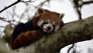 Preview wallpaper red panda, animal, cute, tree, branch