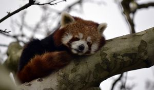 Preview wallpaper red panda, animal, cute, tree, branch